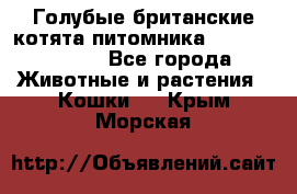 Голубые британские котята питомника Silvery Snow. - Все города Животные и растения » Кошки   . Крым,Морская